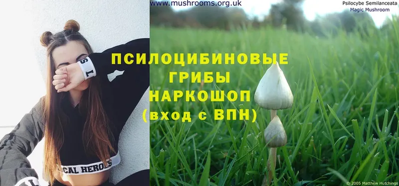 Галлюциногенные грибы Psilocybe  дарнет шоп  Апшеронск 